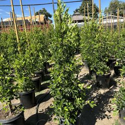 Ficus Nitida Indian Laurel Privacy Hedge