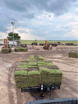 Zoysia grass