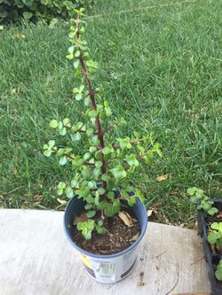 Plants