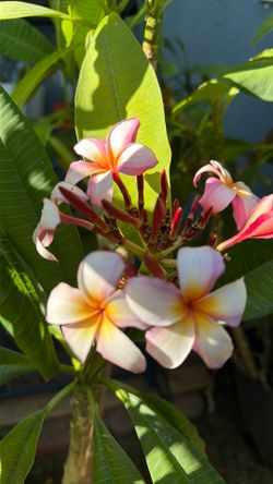 5 plumerias flowers/5 plantas hawaianas