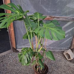 Monstera Deliciosa Plant 10"  Nursery Pot 