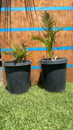 MACROZAMIA COMMUNIS CYCAD