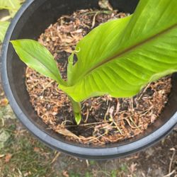 Banana Plant
