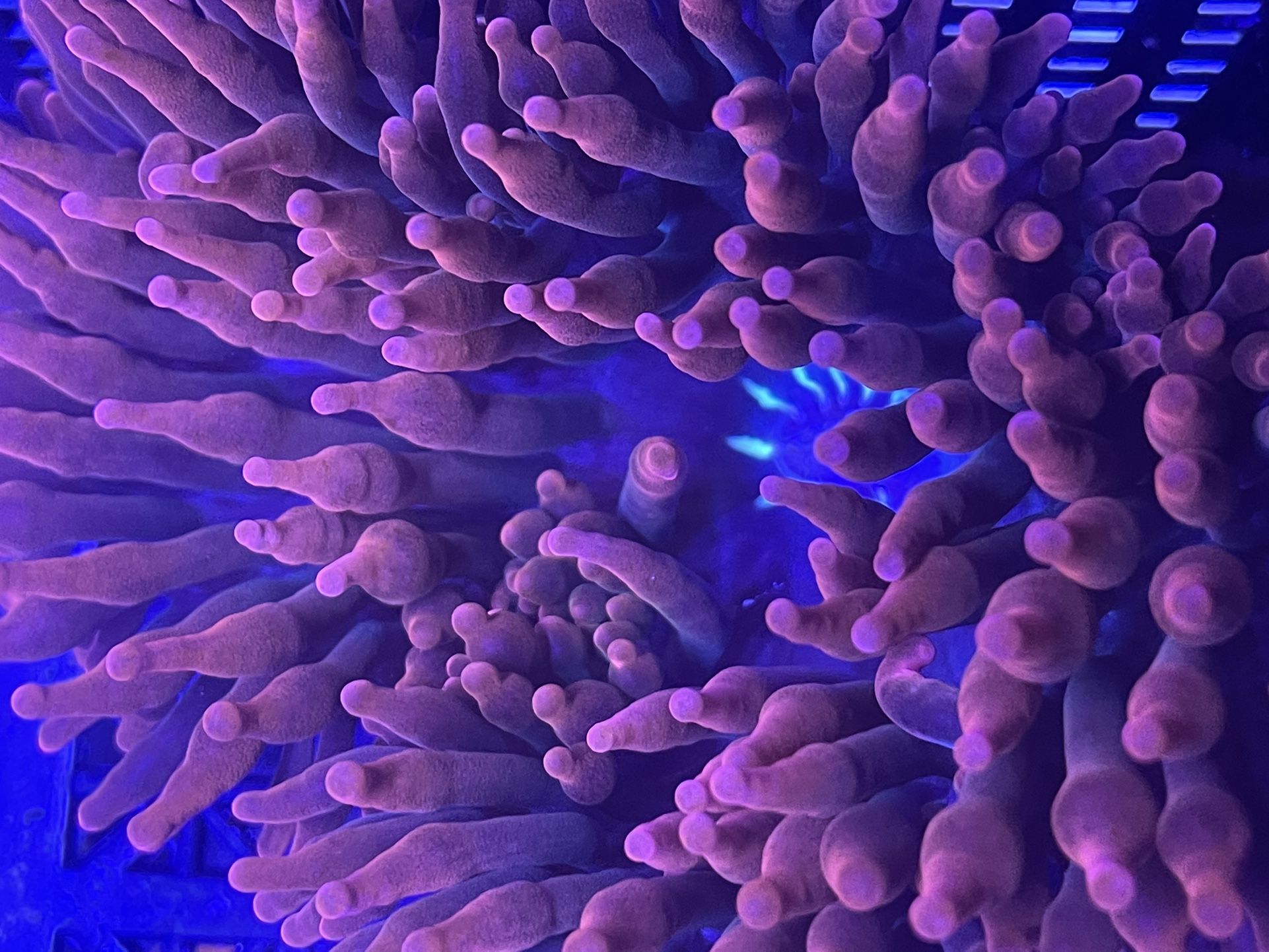 Sherman Anemones