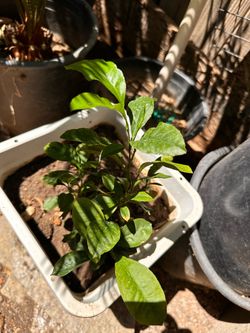Tangerine Tree