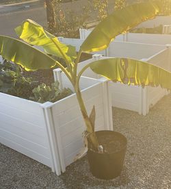 Blue Java Banana Plant for Sale – “Ice Cream Banana”