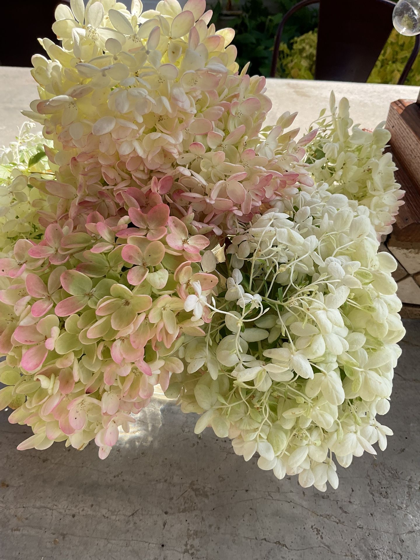 Hydrangea Bush,last One
