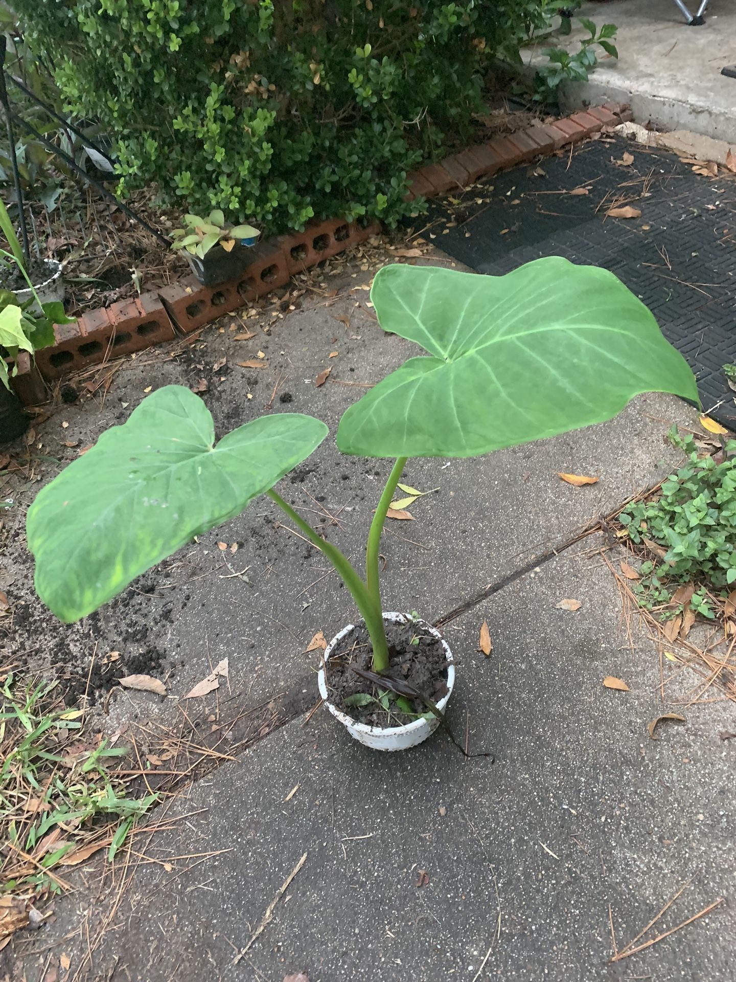 Elephant Ear Plant
