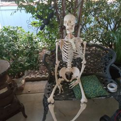 Skeleton.
Cadaver.
Over 5 and a 1/2 feet tall.
