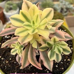 Aeonium Fuji Plant