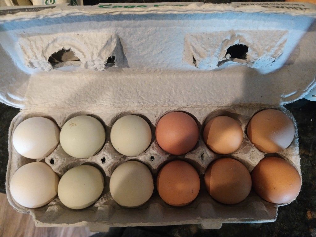 Farm Fresh Eggs.