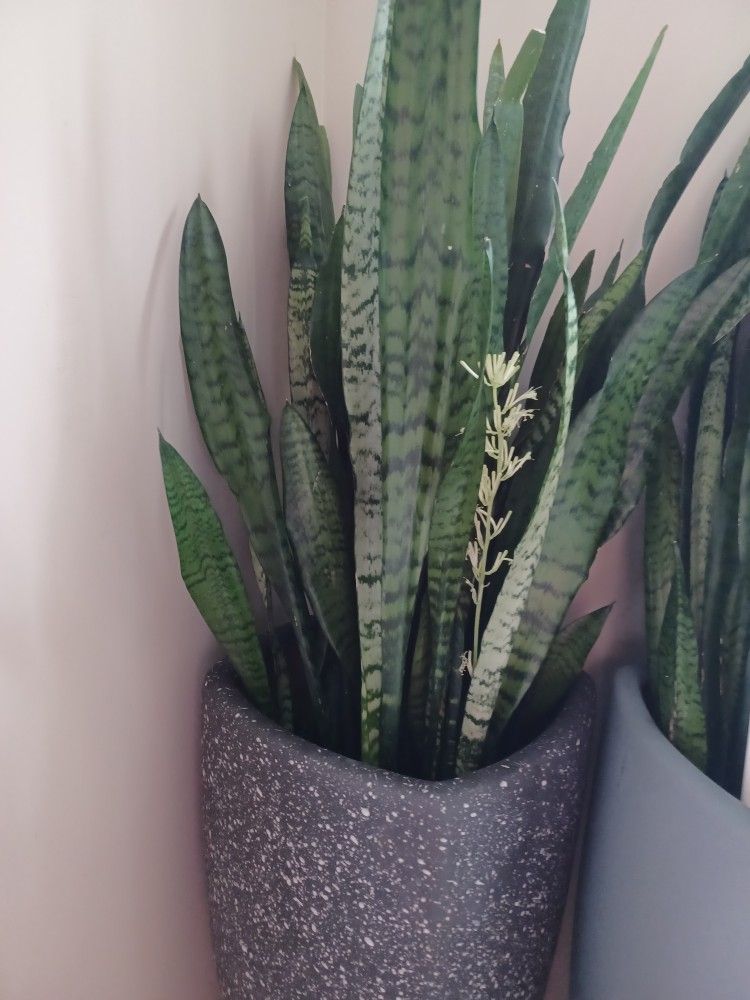 Big Pot Of Sanseveria Plant