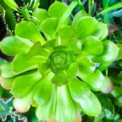 Green Aeonium Succulent Plants 🌱