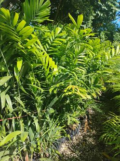 MacArthur Palm Trees from $25