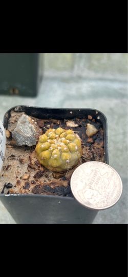 Copiapoa