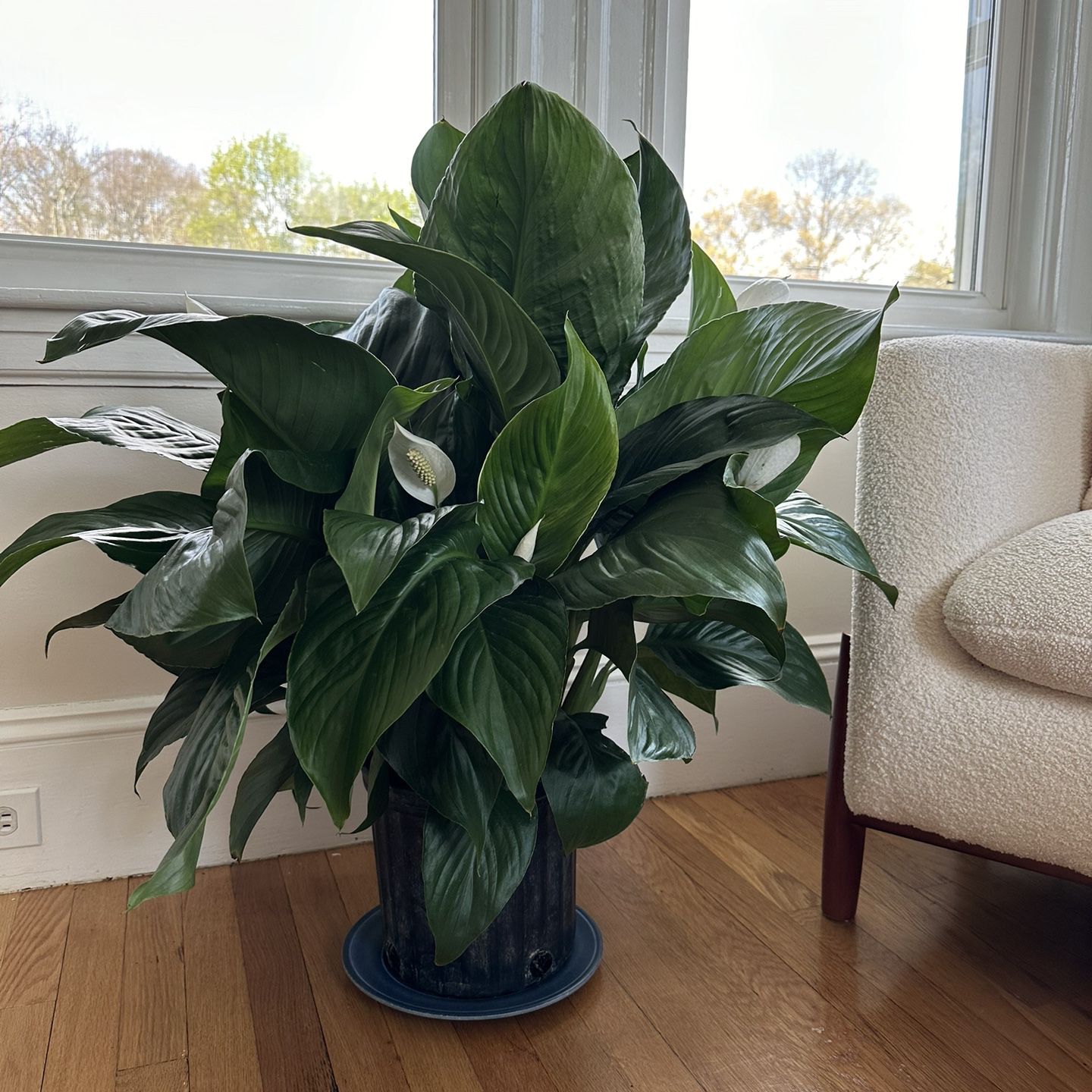 Large peace lily plant
