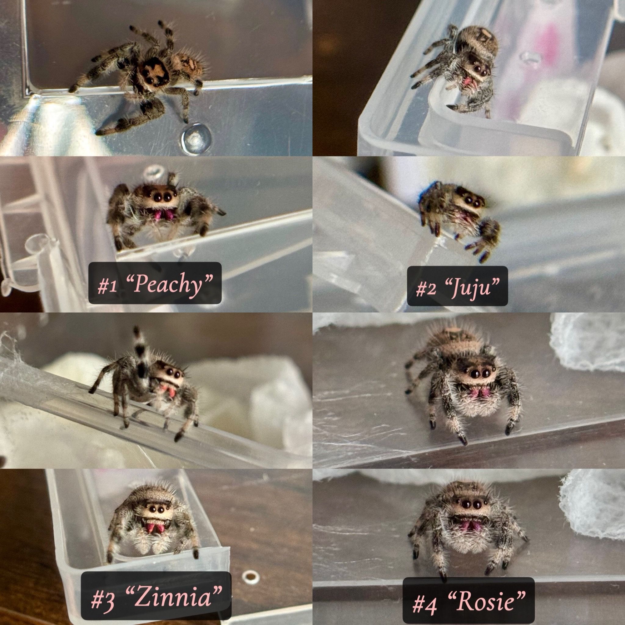 Regal Jumping Spider Sub Adults