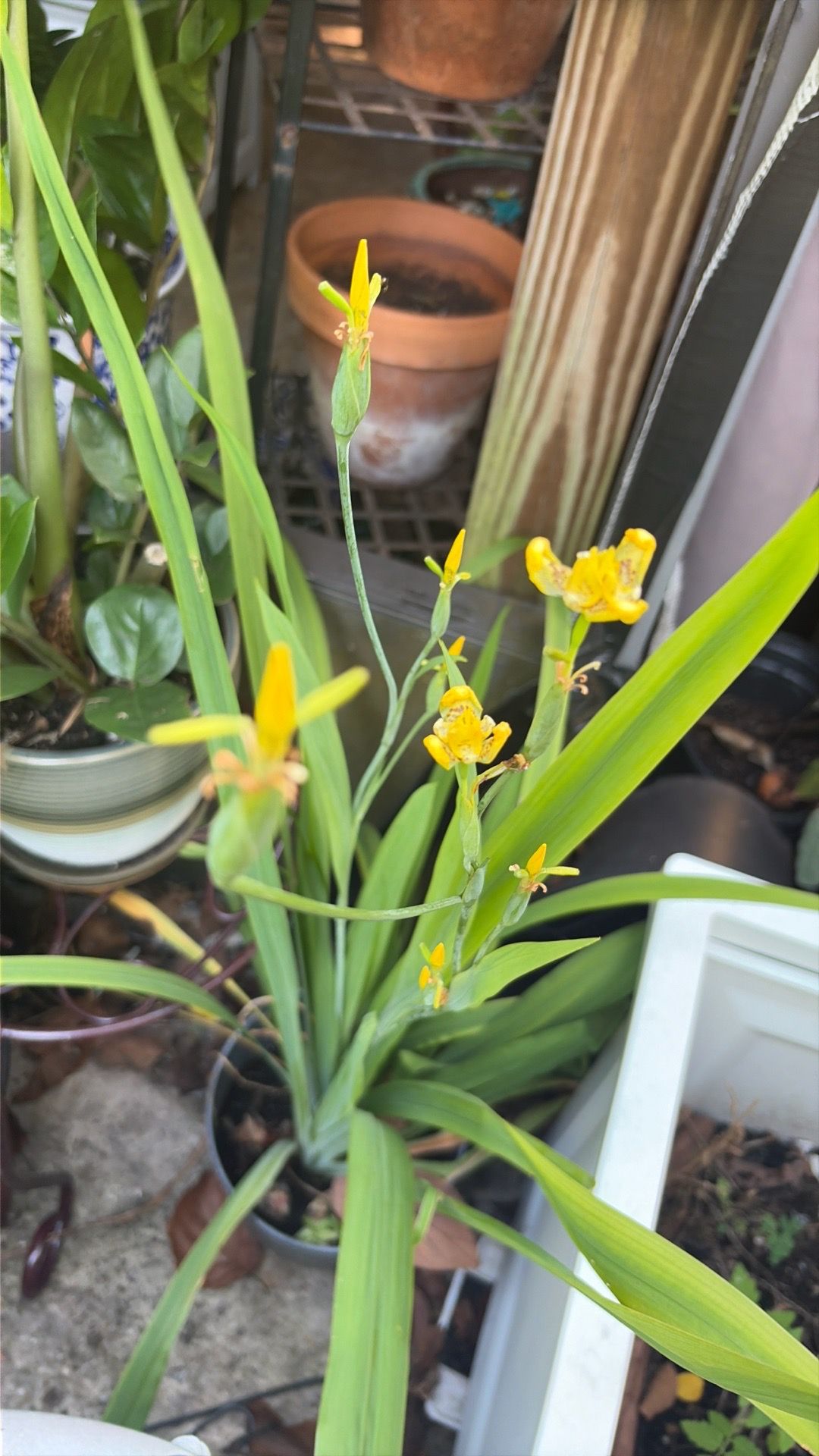 Wild Yellow Orquid with plant pot.