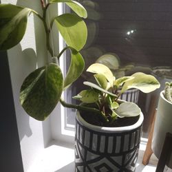 Watermelon Perpimona