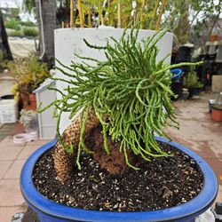 Medusas Head. 15 Year's Old. Cactus. 