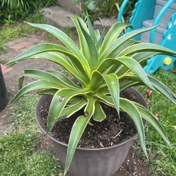 Agave Plant 