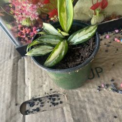 Variegated Hoya Plant 🪴 