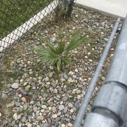 Free 3 Small Palm Trees 