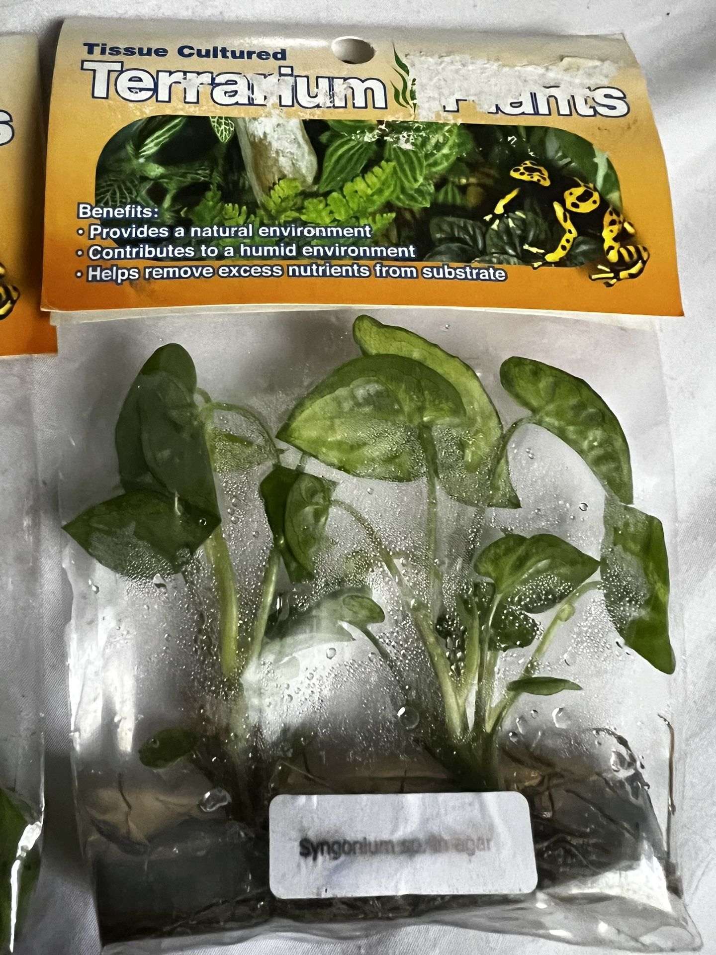 Terrarium Plants 