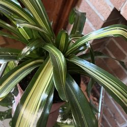 variegated Dracaena fragrans