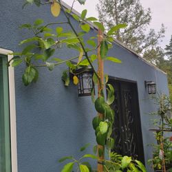 10ft GRAFTED AVOCADO TREE 