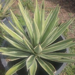 Agave Angustifolia Variegata 