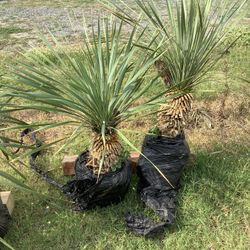 Blue Yucca Rostrata Palm Trees @956@292@8442