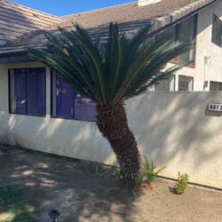 Sago Palm Tree/Plant For Sale!