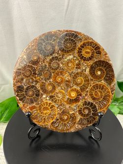 Rare Fossilized Ammonite Plate