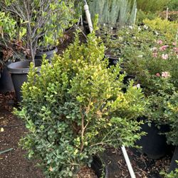 5 Galons Boxwood 