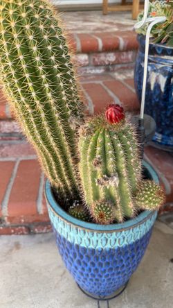 Cactus plant