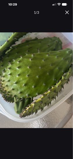 Busco Nopales frescos