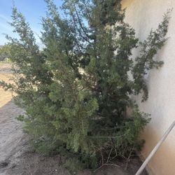 Free Juniper