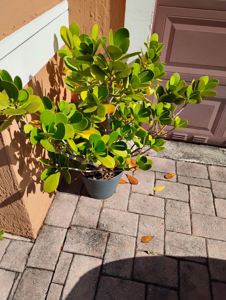 Potted Plants For $25