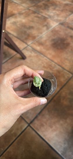 Alocasia Ninja tri color