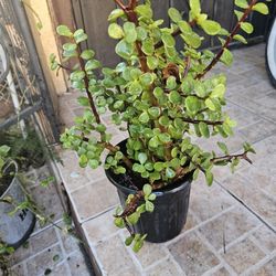 Jade Plant