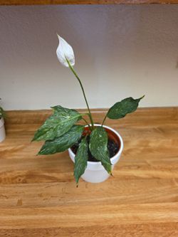 Peace lily plant
