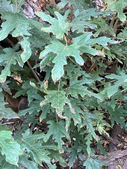 Huge Mulberry Tree To Cut Down For Grilling