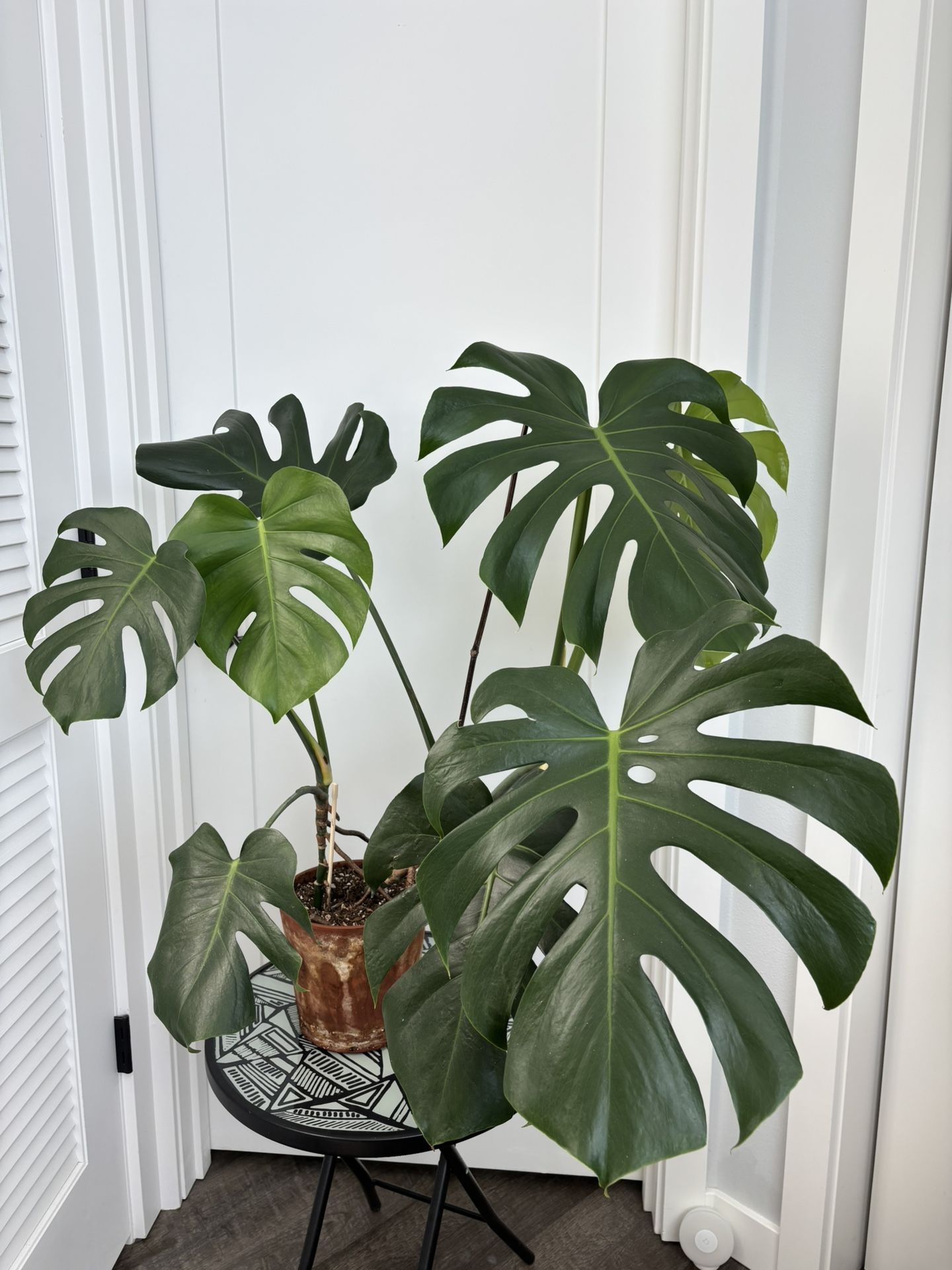 Monstera Plant w/ Terra-cotta Pot 🌱🪴