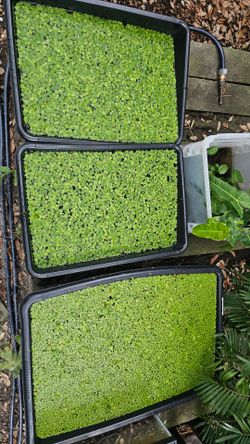 Amazon Frogsbit floater aquarium and pond plant