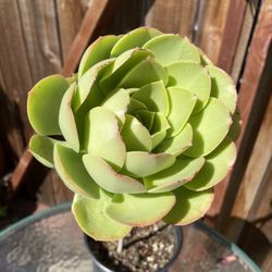 Black Roses Succulent Plant Pot