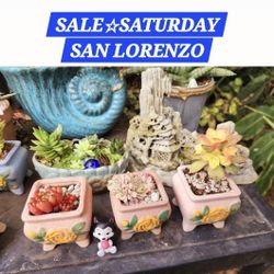 PLANT AND SUCCULENT SALE THIS SATURDAY IN SAN LORENZO 