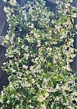 Large Established Star Jasmine + Mandevilla Plant in 16" Pot