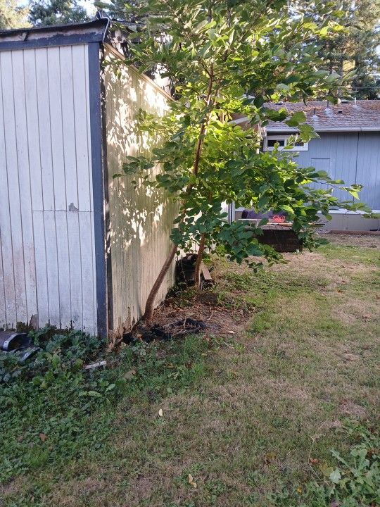 2 More Trees