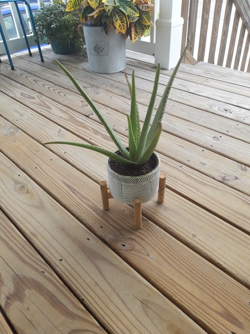 Aloe Vera Will Take The Bite Out Of A Nasty Sunburn, But That's Not All !